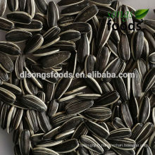 2013 graines de tournesol rayé hybride Chia noir hybride 5009
